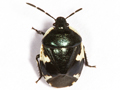 Tritomegas sexmaculatus